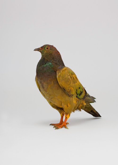 slide-1-Painted-Pigeons_0