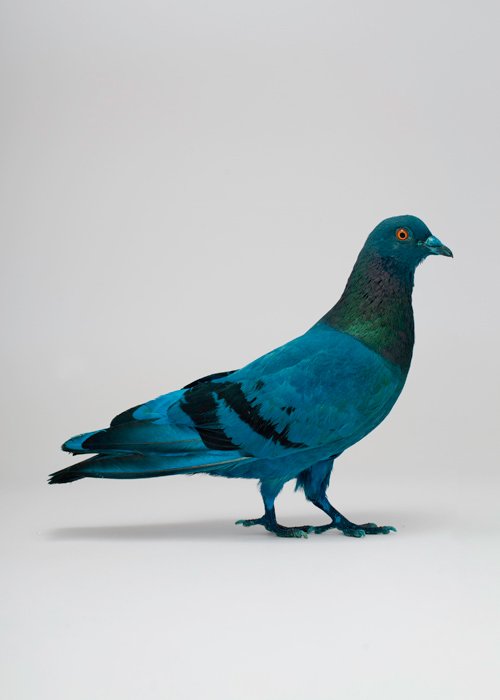 slide-2-Painted-Pigeons_0