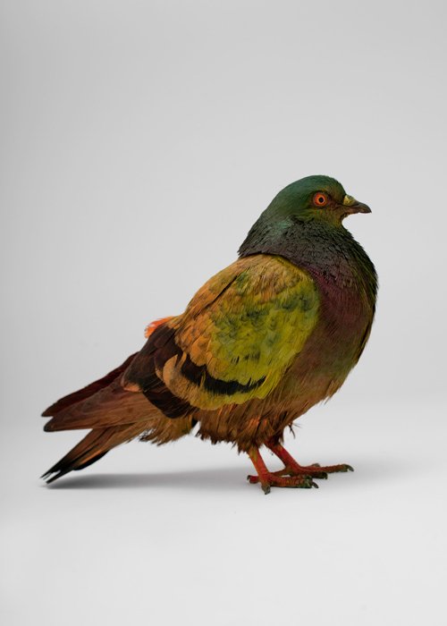 slide-3-Painted-Pigeons